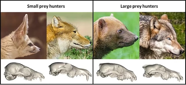 small_large_prey_hunters-min